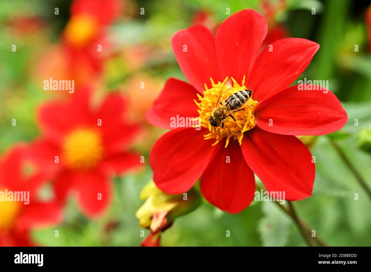 Garden flowers with honey bee on it, isolated, close-up Stock Photo