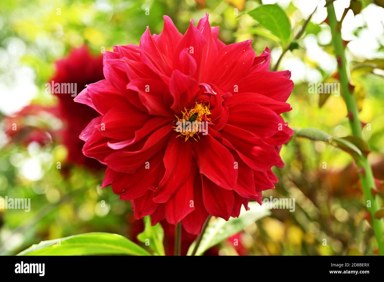 Garden flowers with honey bee on it, isolated, close-up Stock Photo