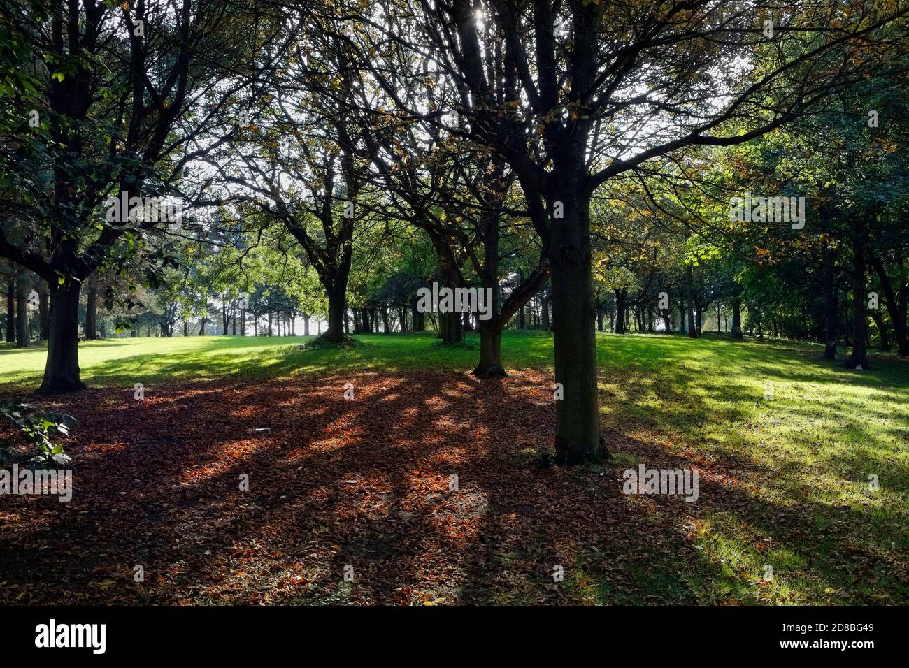 Woodland scene, sunlight shining through autumn trees in parkland Stock Photo