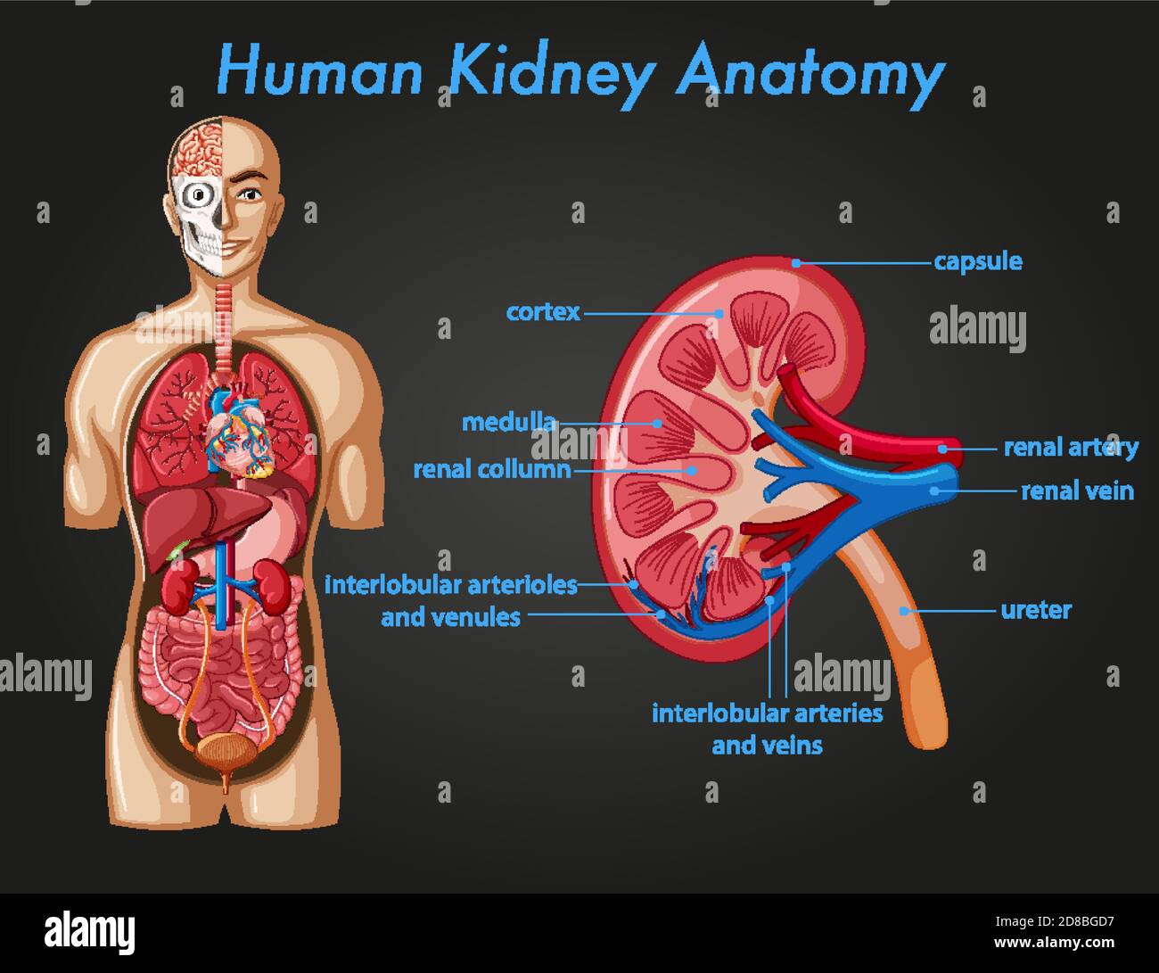 Information Poster Of Human Kidney Anatomy Illustration Stock Vector Information Poster Of Human Kidney Anatomy Illustration Stock Vector