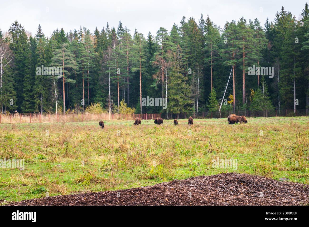Family of herbivorous bison in their habitat Stock Photo Alamy