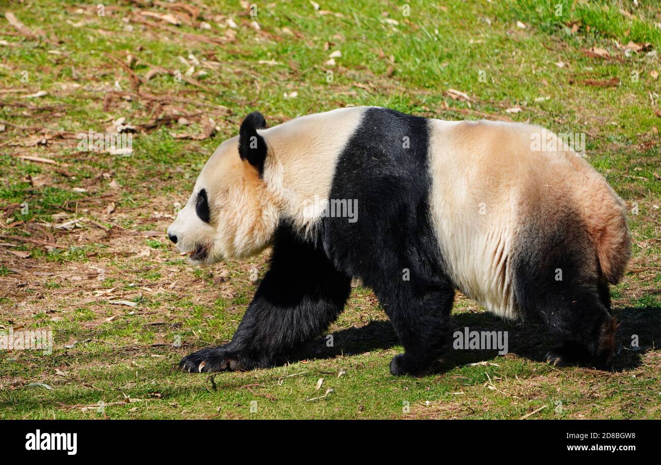 WASHINGTON, DC -22 FEB 2020- A black and white giant panda at the ...