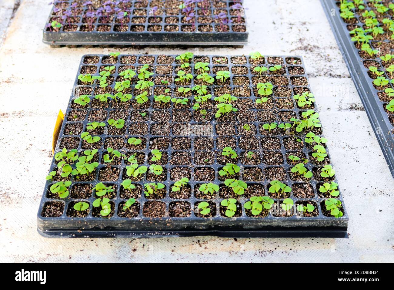 A germintation tray full of basil seedlings Stock Photo