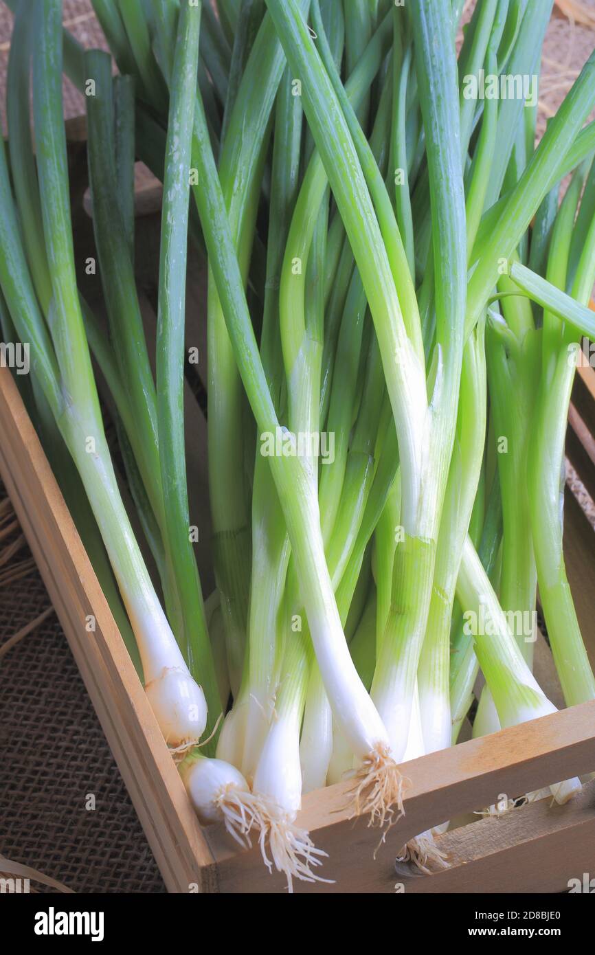 Stem organic hi-res stock photography and images - Alamy