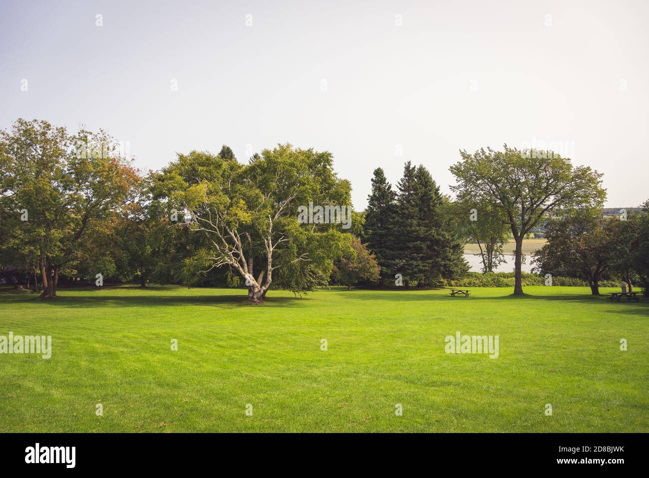 Landscape of trees in a park Stock Photo - Alamy