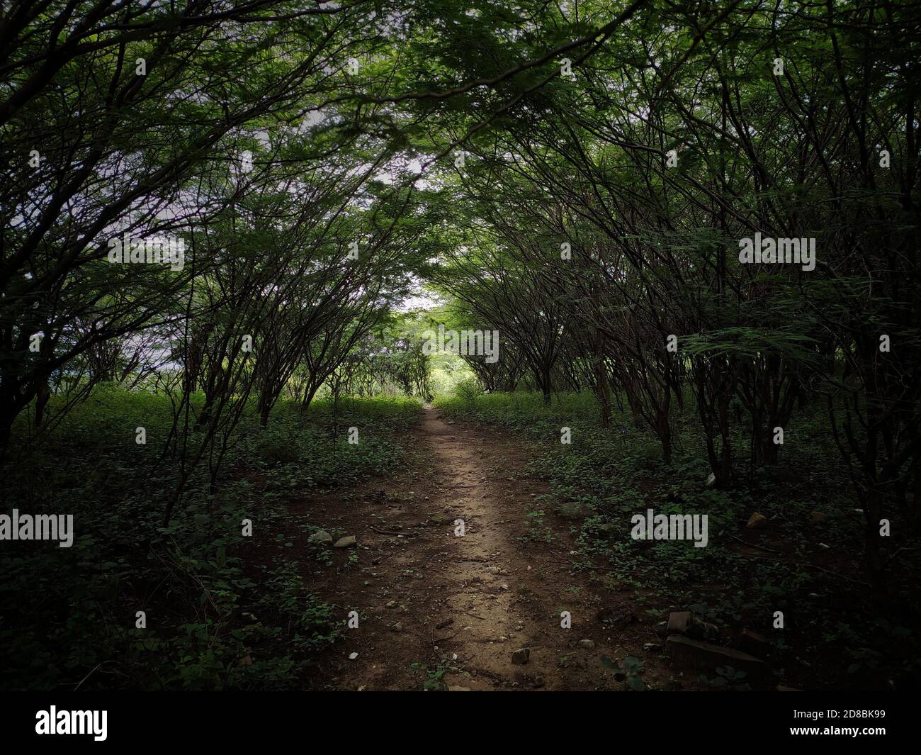 Pathway through lush garden hi-res stock photography and images - Alamy