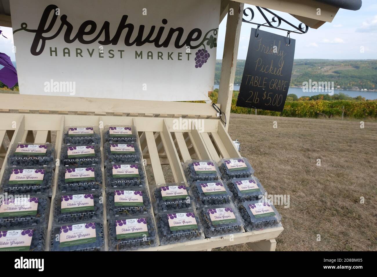 Concord grapes for sale in the finger lakes, New York Stock Photo Alamy