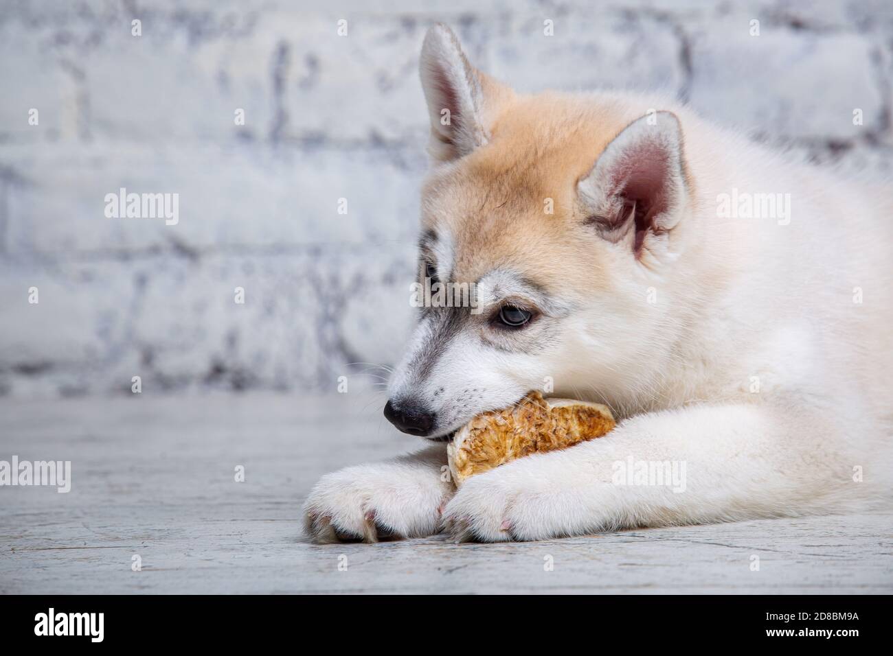 Husky puppy funny 2025