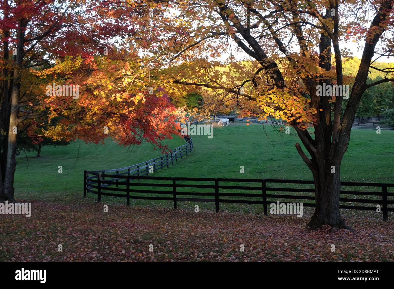 a horse farm in Rhinebeck NY Stock Photo Alamy