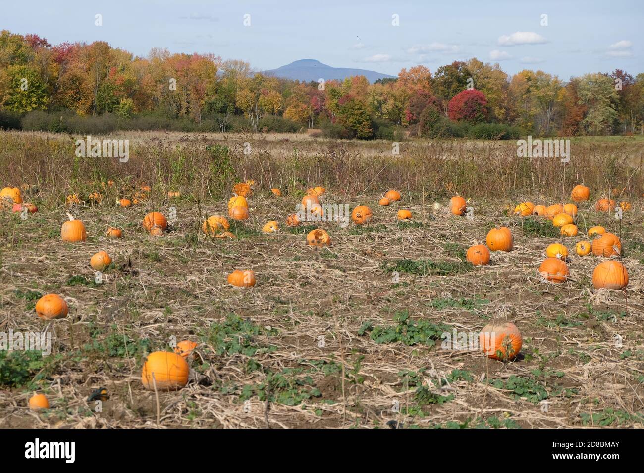 Hudson valley apple orchard hires stock photography and images Alamy