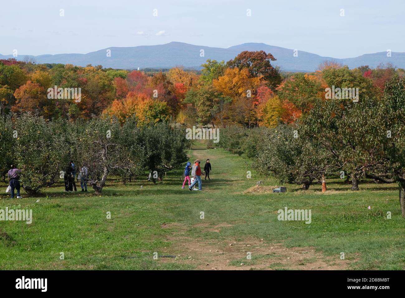 Hudson valley apples hires stock photography and images Alamy