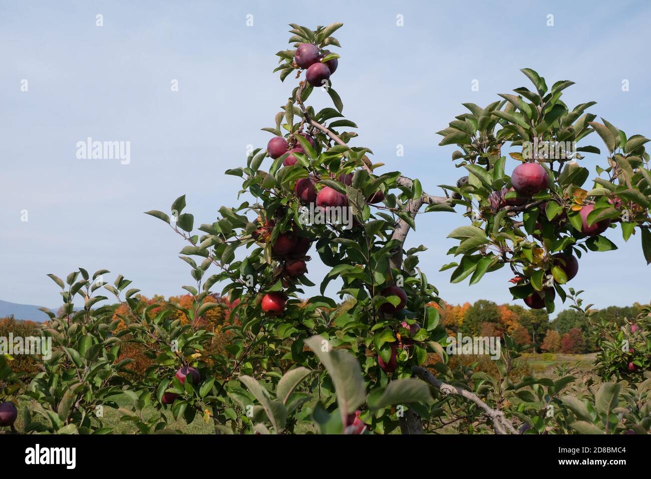 rose hill orchard in Red Hook, NY Stock Photo Alamy