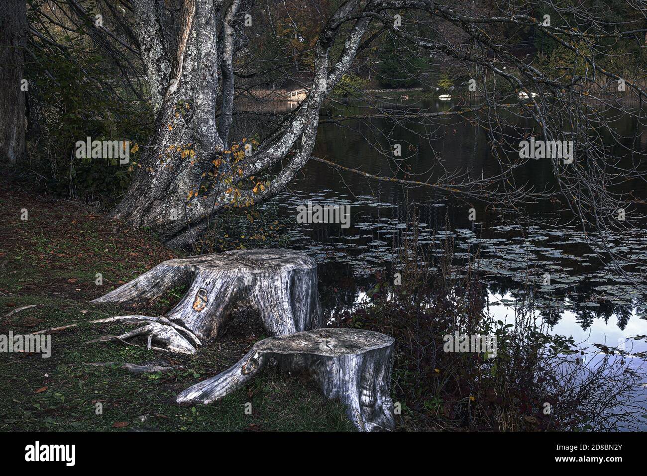 View of two cut trees near the bank of the river - the concept of ...