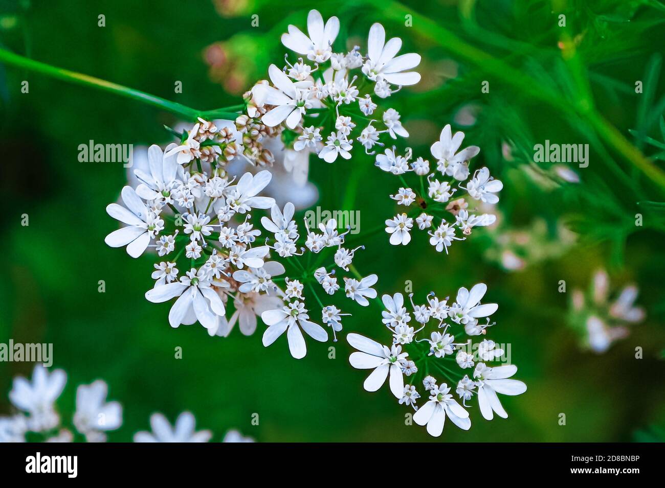 Coriander inflorescence hires stock photography and images Alamy