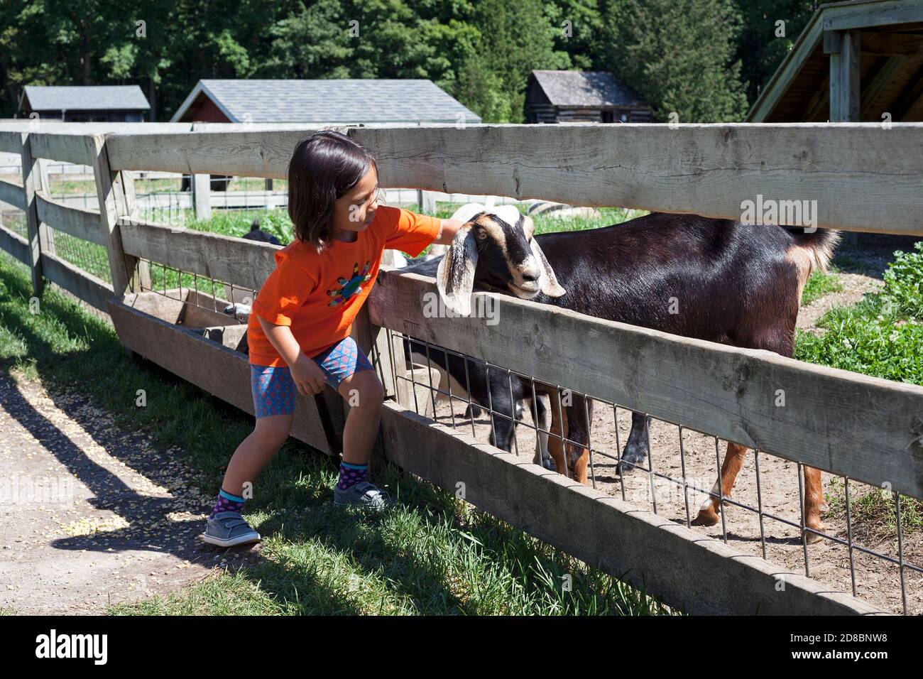 Animals and humans interact at The Farm in Sturgeon Bay, Wisconsin, USA. Stock Photo