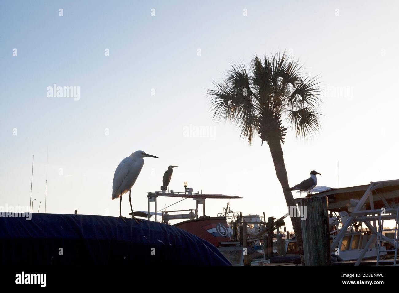 Birds perch and fly near Anna Maria Island in Florida, USA. Stock Photo