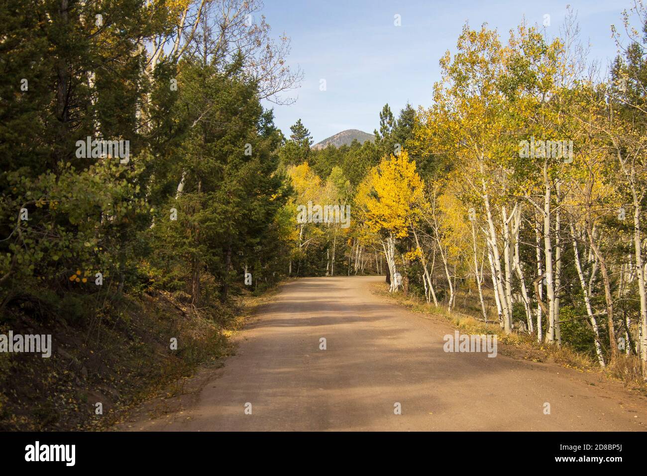 Fall 2020 along Marshall Pass, Colorado Stock Photo