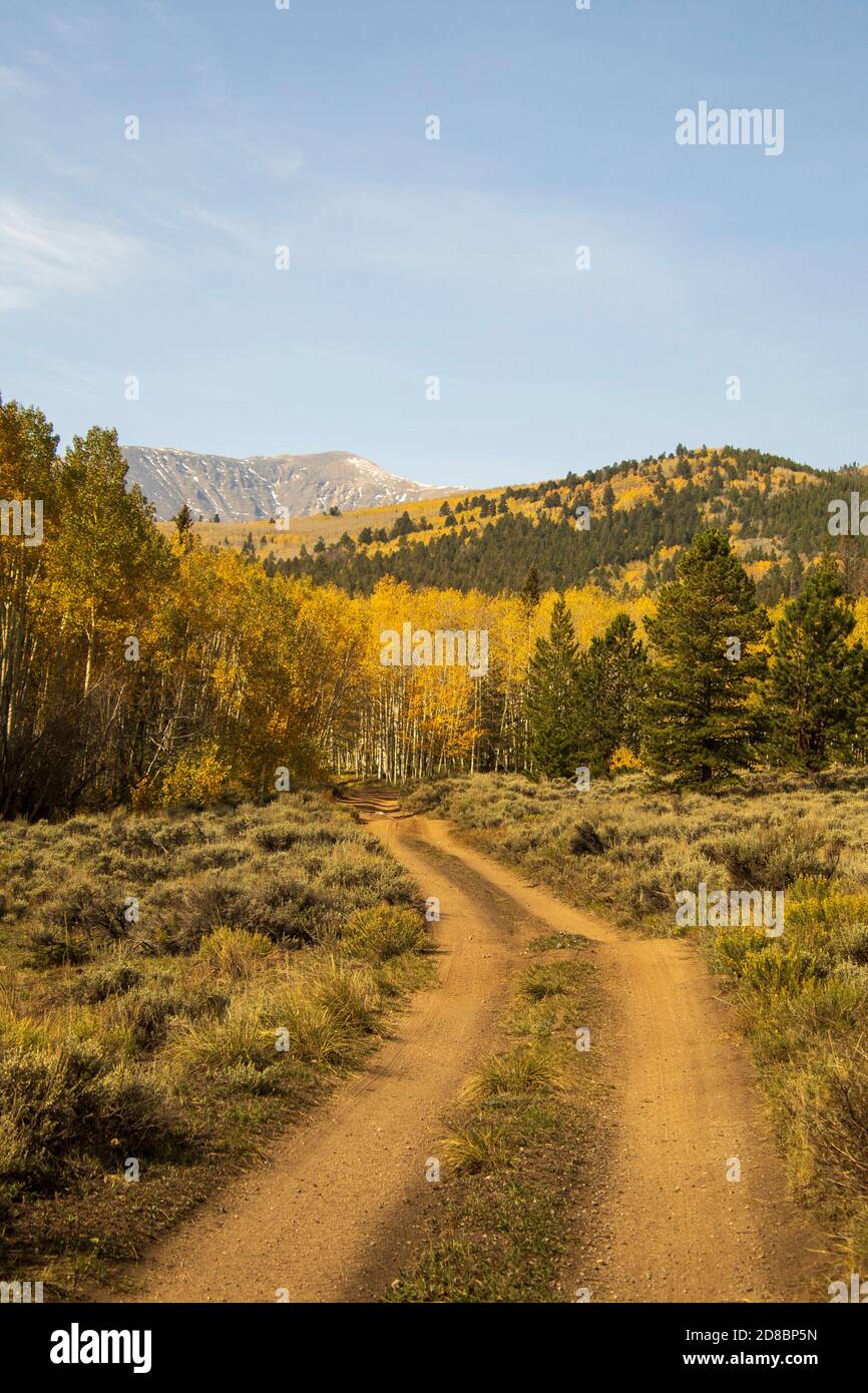 Fall 2020 along Marshall Pass, Colorado Stock Photo