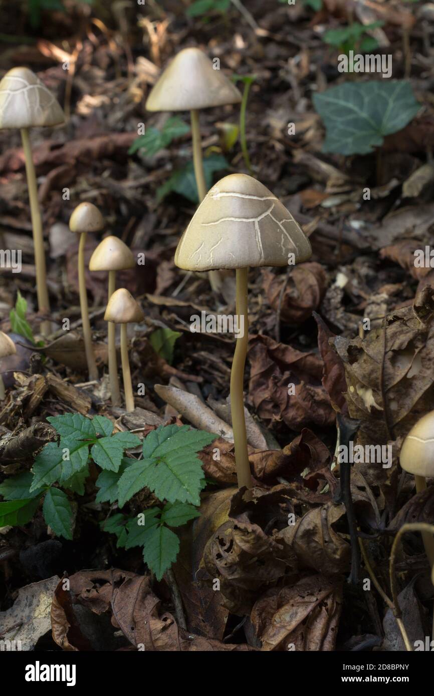 Possible one of the Bolbitius group of mushrooms of which there are around 54 known valid species. Stock Photo