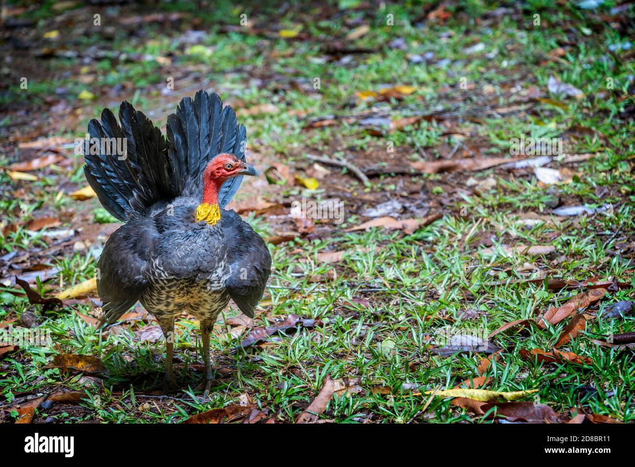 Australian brushturkey (Alectura lathami), Daintree , North Queensland Stock Photo Alamy