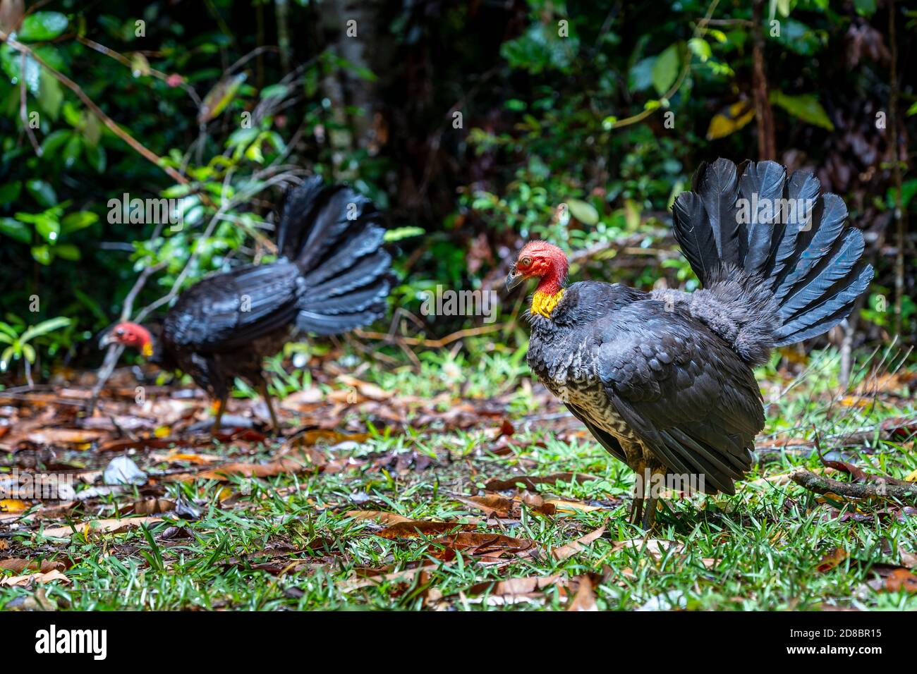 Australian brush-turkey (Alectura lathami), Daintree , North Queensland Stock Photo