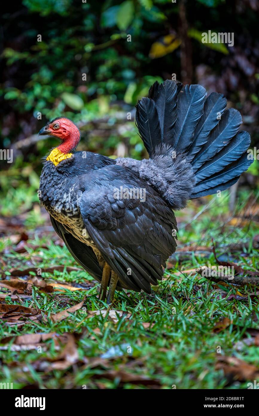 Australian brush-turkey (Alectura lathami), Daintree , North Queensland Stock Photo