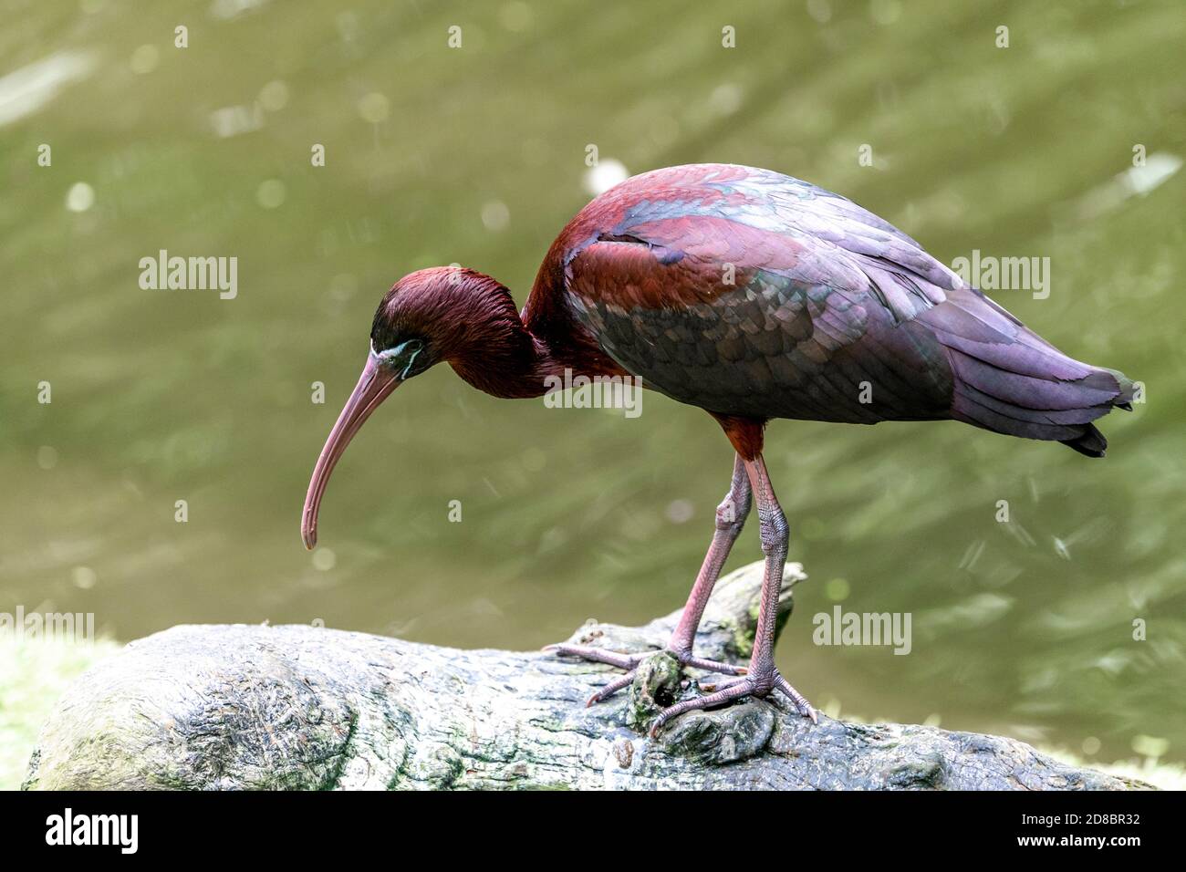 Glossy ibis (Plegadis falcinellus) standing on a log Stock Photo