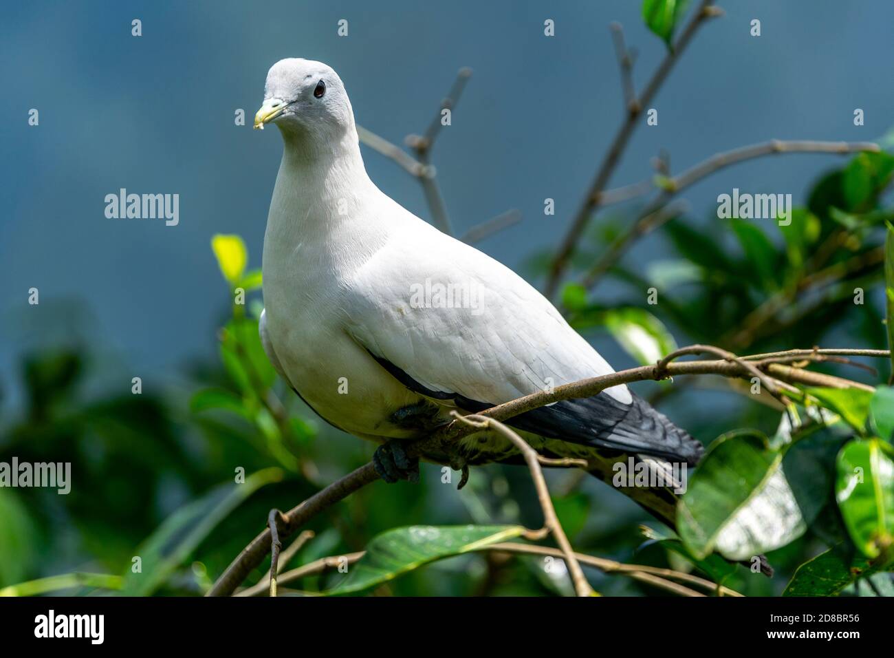 Pied imperial-pigeon (Ducula bicolor) sitting on branch. Stock Photo