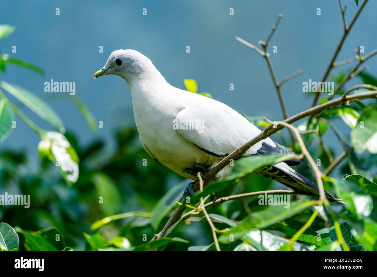 Pied imperial-pigeon (Ducula bicolor) sitting on branch. Stock Photo
