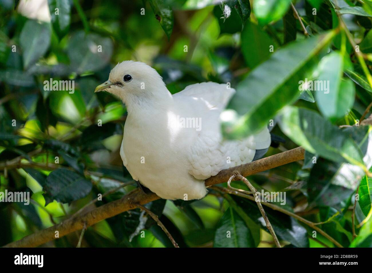 Pied imperial-pigeon (Ducula bicolor) sitting on branch. Stock Photo