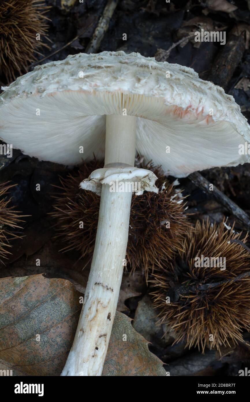 Parco Cord Mini Skirt - Mushroom