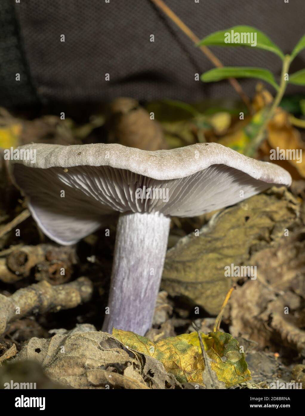 Side view of the blewit or clitocybe nuda showing gills and skirt-free stem  Stock Photo - Alamy