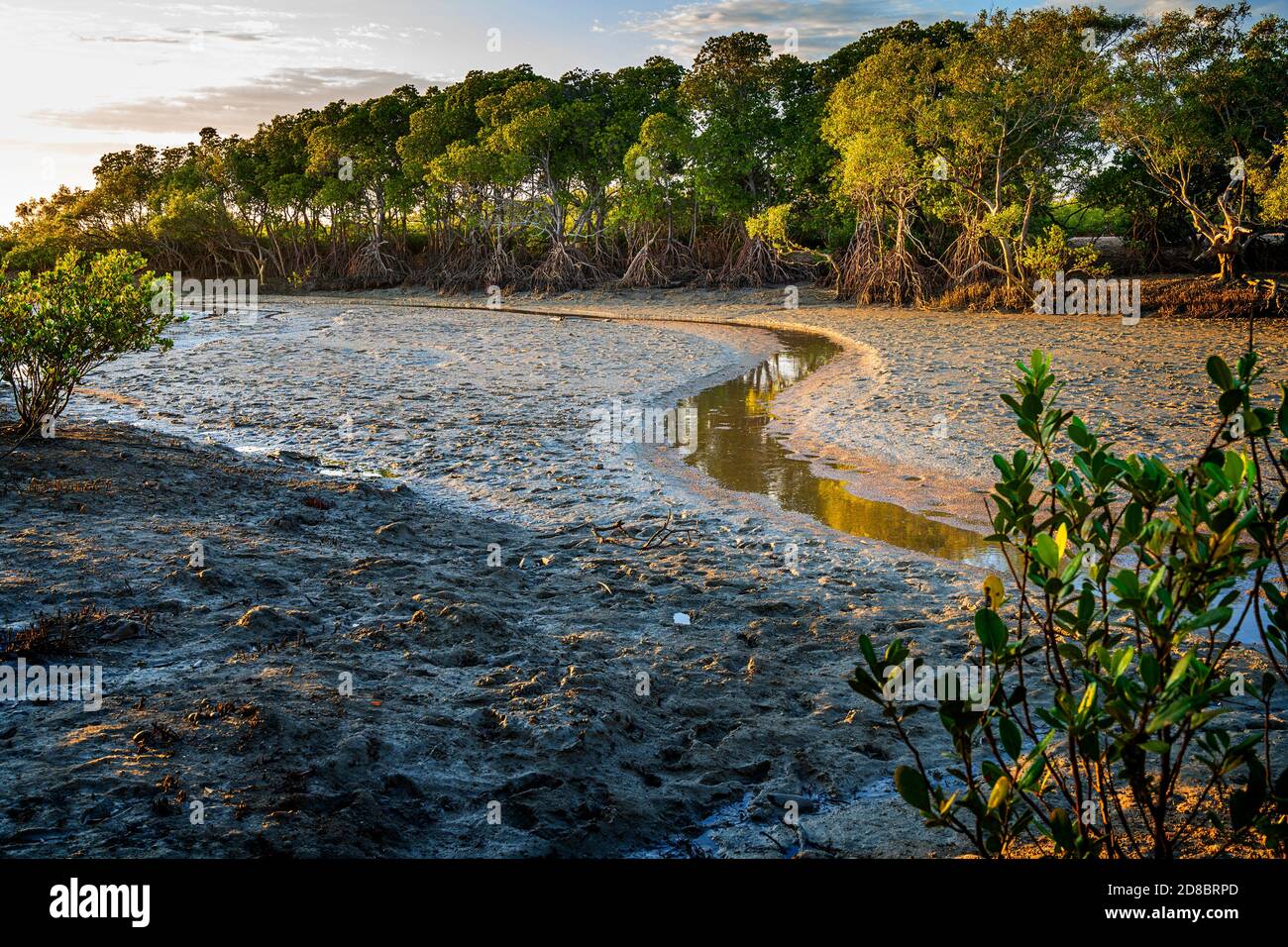 Tidal mangrove lined creek at low tide, Clairview, Central Queensland, Australia. Stock Photo