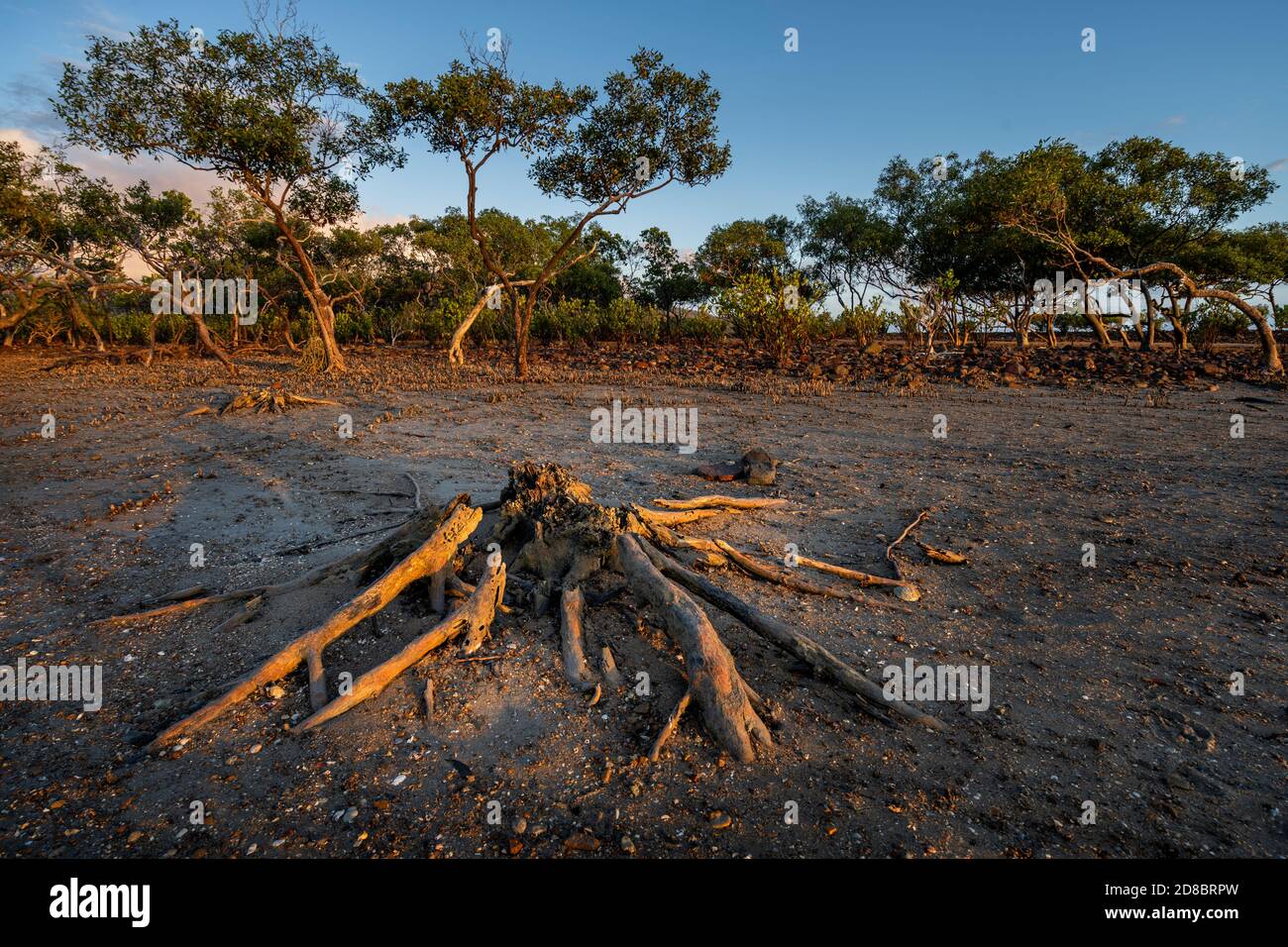 Decaying mangrove stump on mudflat at low tide, Clairview, Central Queensland Australia Stock Photo