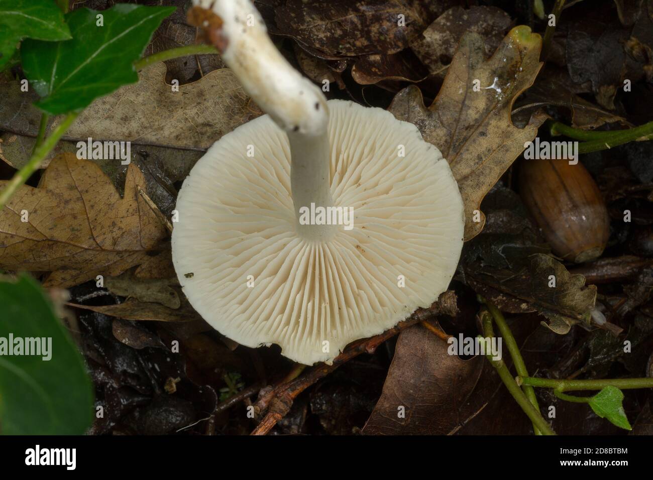 The gills of the sweetbread mushroom or clitopilus prunulus. Stock Photo