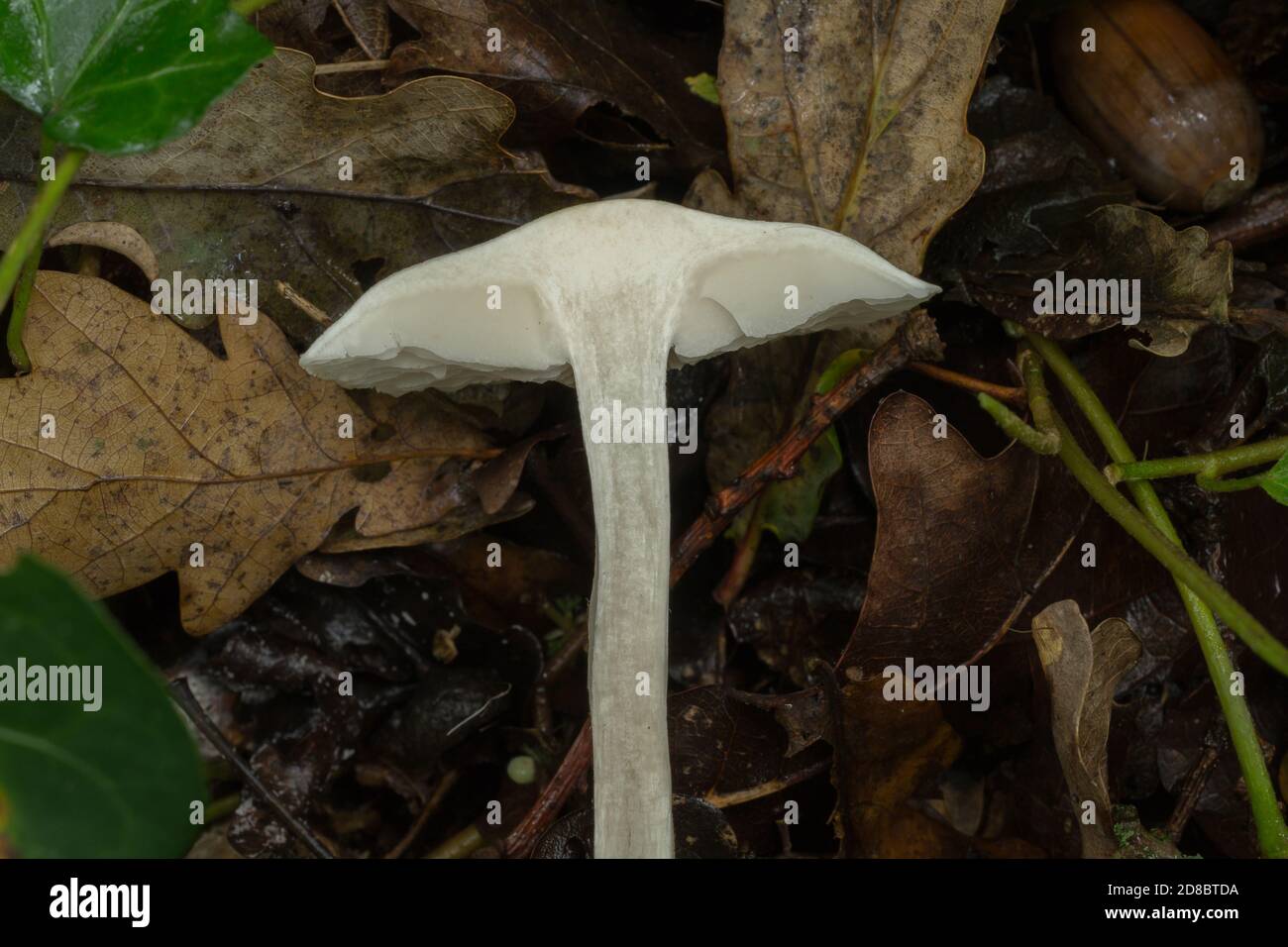 A cross-section of the sweetbread mushroom or clitopilus prunulus. Stock Photo