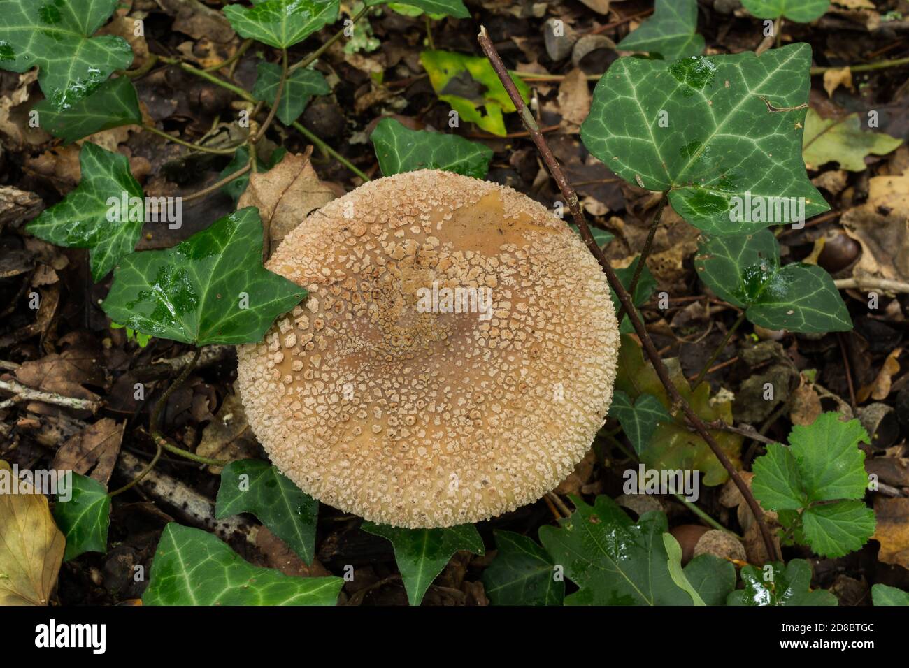 The freckled dapperling found in hardwood woodland in October France. Stock Photo