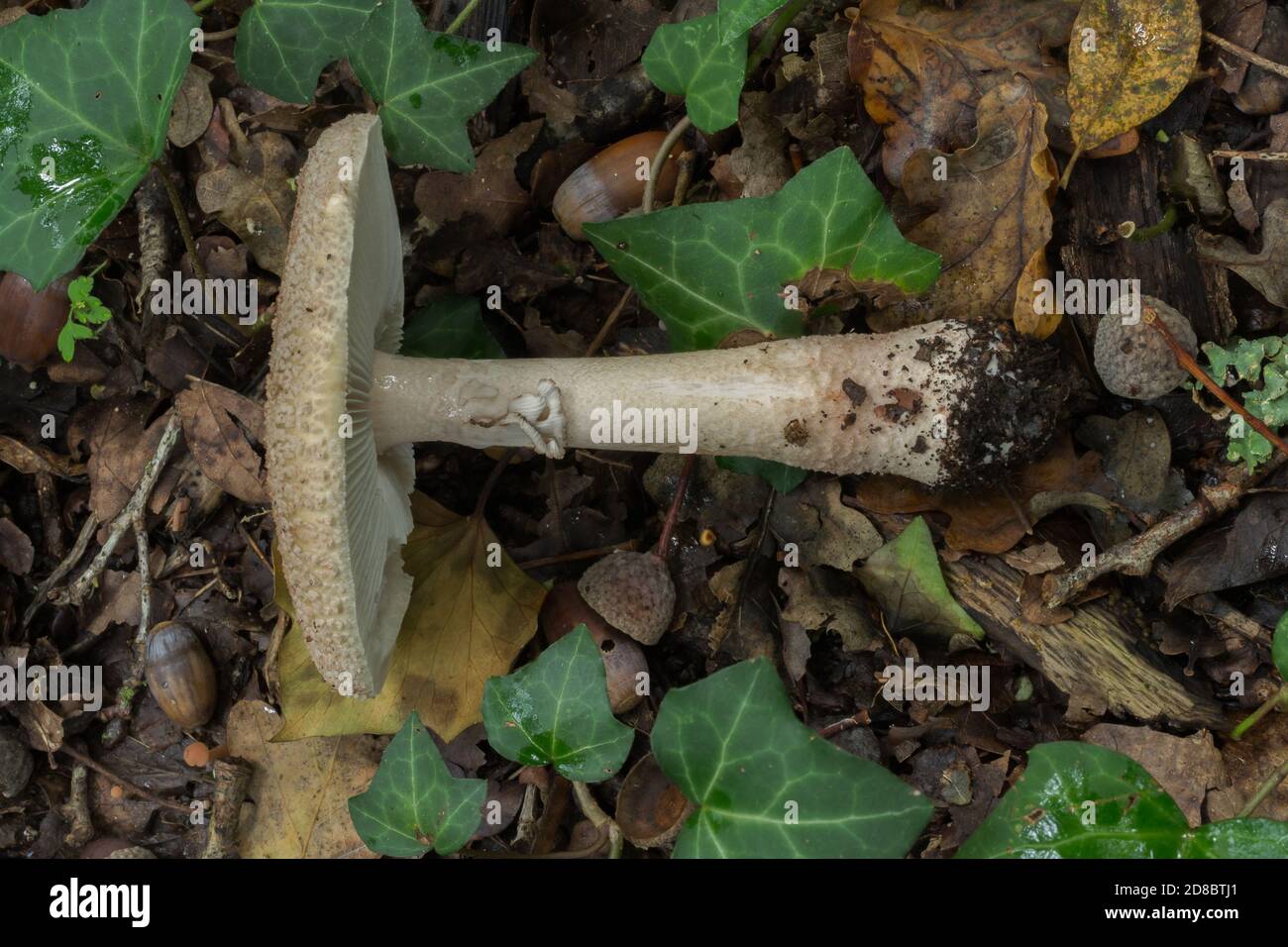 Showing the cap, stem and base of the freckled dapperling. This is a non-edible mushroom found in October woodland in France. Stock Photo