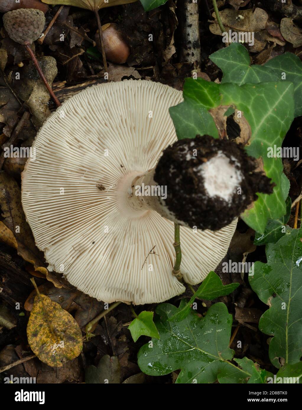 View of the gills of the freckled dapperling. This example was found in October France woodland. Stock Photo