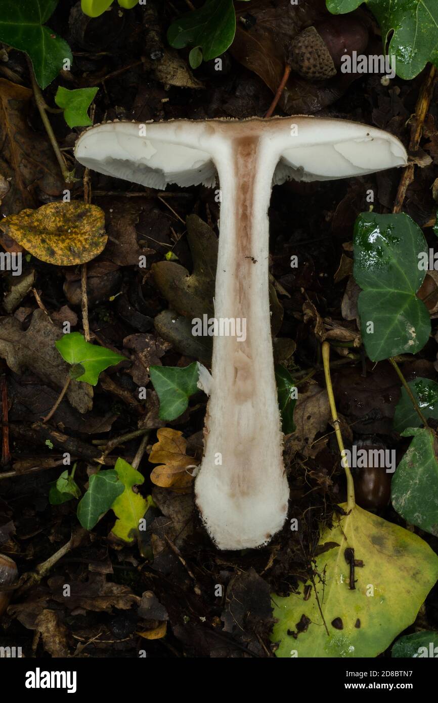 A cross section of  the freckled dapperling. This example was found in October France woodland. Stock Photo