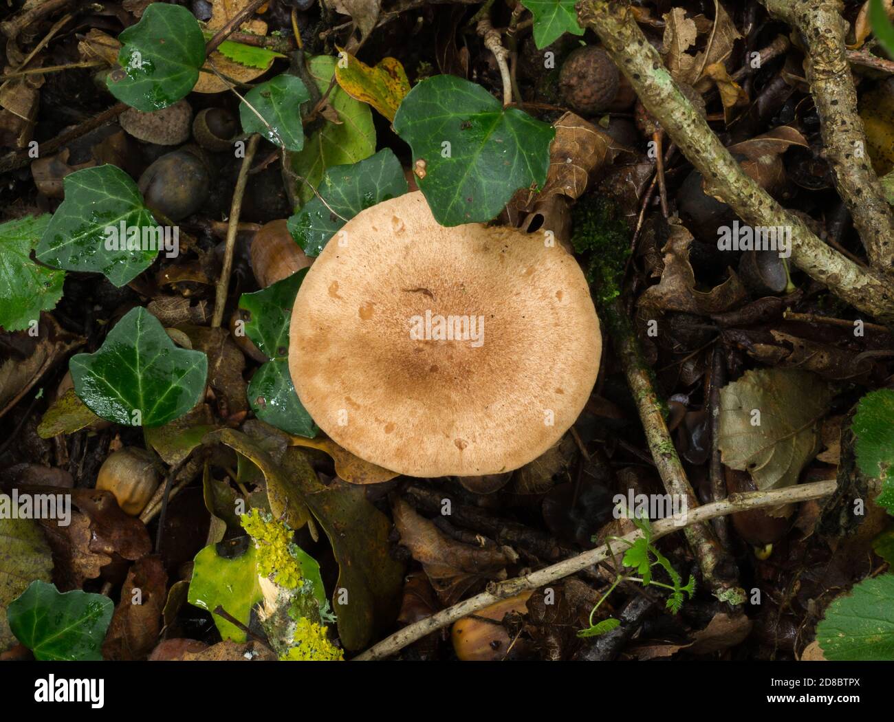 The oak milkcap mushroom or lactarius quietus growing nesr an oak tree. Stock Photo