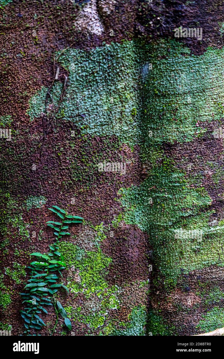 Colourful lichens growing on tree trunk Stock Photo