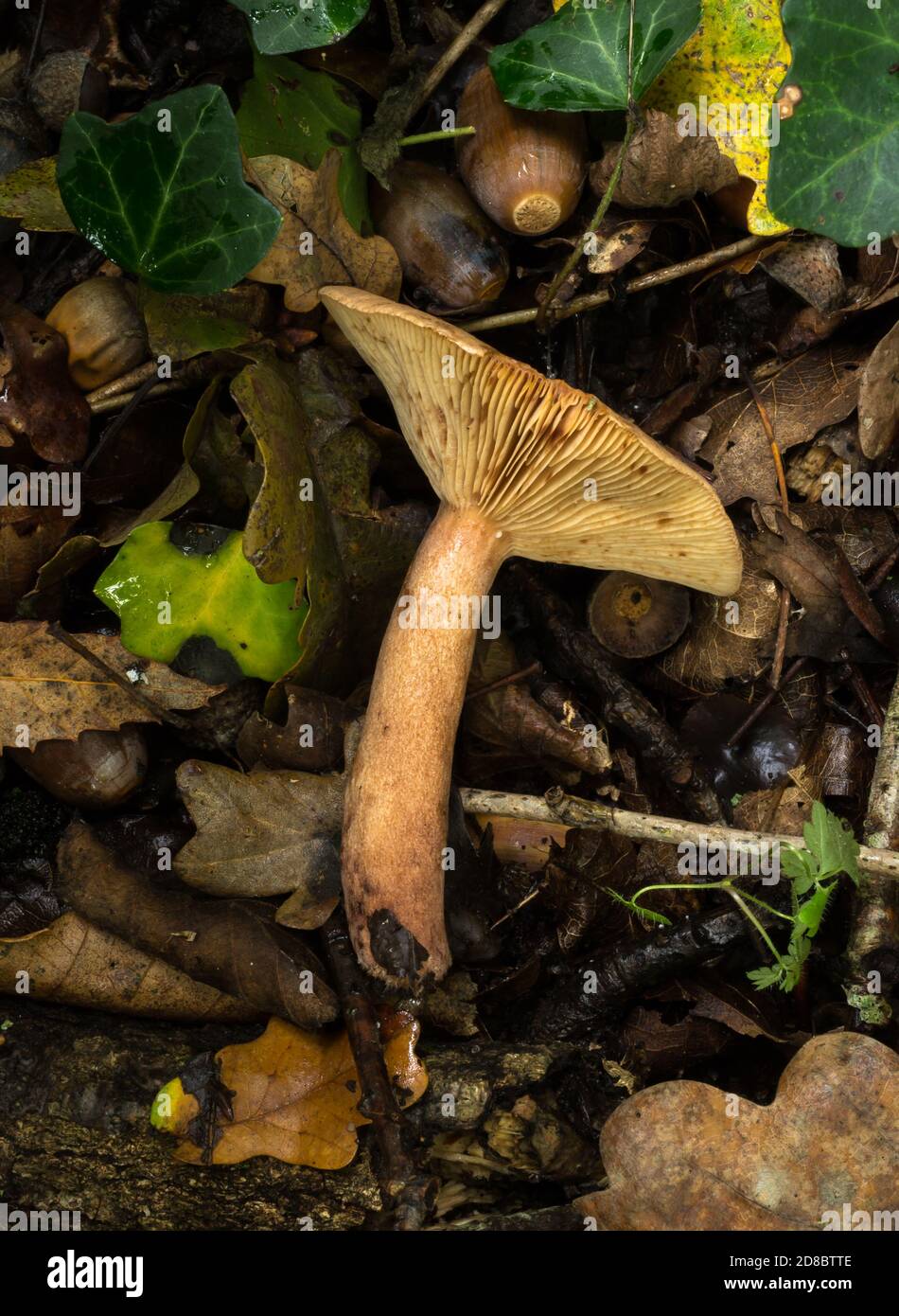 Side view of the oak milkcap mushroom or lactarius quietus. Stock Photo