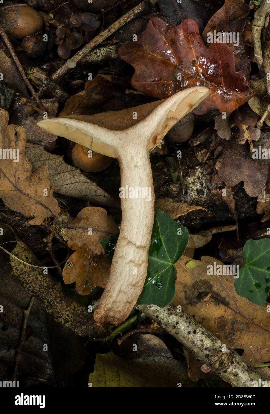 Cross sectional view of the oak milkcap mushroom or lactarius quietus. Stock Photo