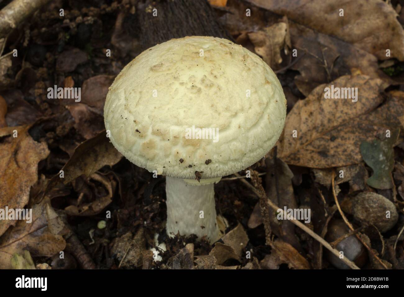 The death cap of amamita phalloides growing next to an ok tree in French woodland. Stock Photo