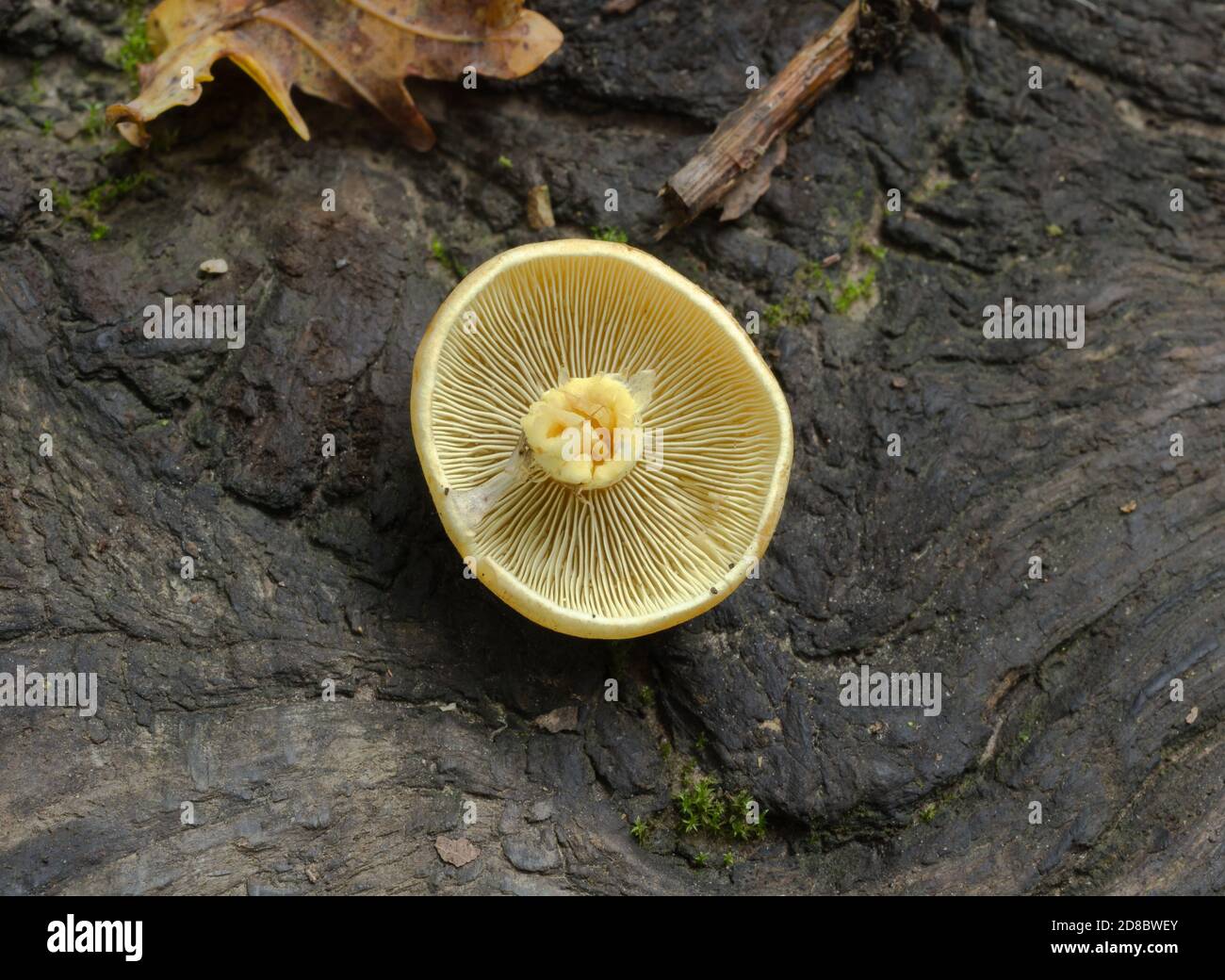 The gills of the sulphur tuft mushroom or hypholoma with stem removed. Stock Photo