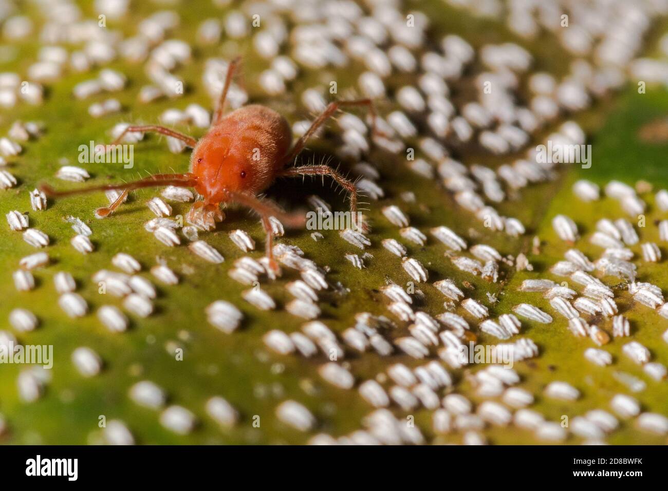A predatory mite from the jungle in Danum Valley feeding on some sort of insect eggs. Stock Photo