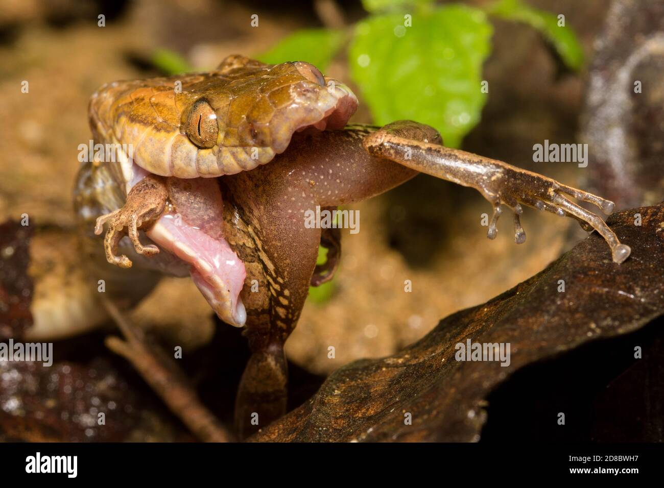 a wild cat eyed snake (leptodeira septentrionalis) swalling a Pristimantis frog Stock Photo