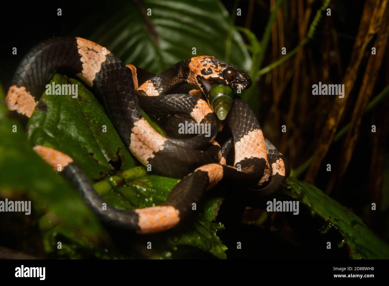 graceful snail eater (Dipsas gracilis) extracting its snail prey from its shell using its specialized jaws. Stock Photo