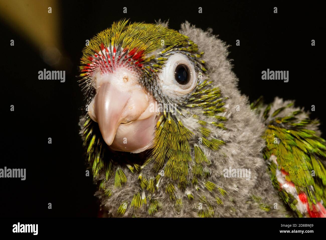 A juvenile El Oro parakeet (Pyrrhura orcesi), an endangered parrot species endemic to Ecuador. Stock Photo